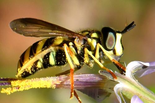 Réf. 236 676 : Chrysotoxum intermedium